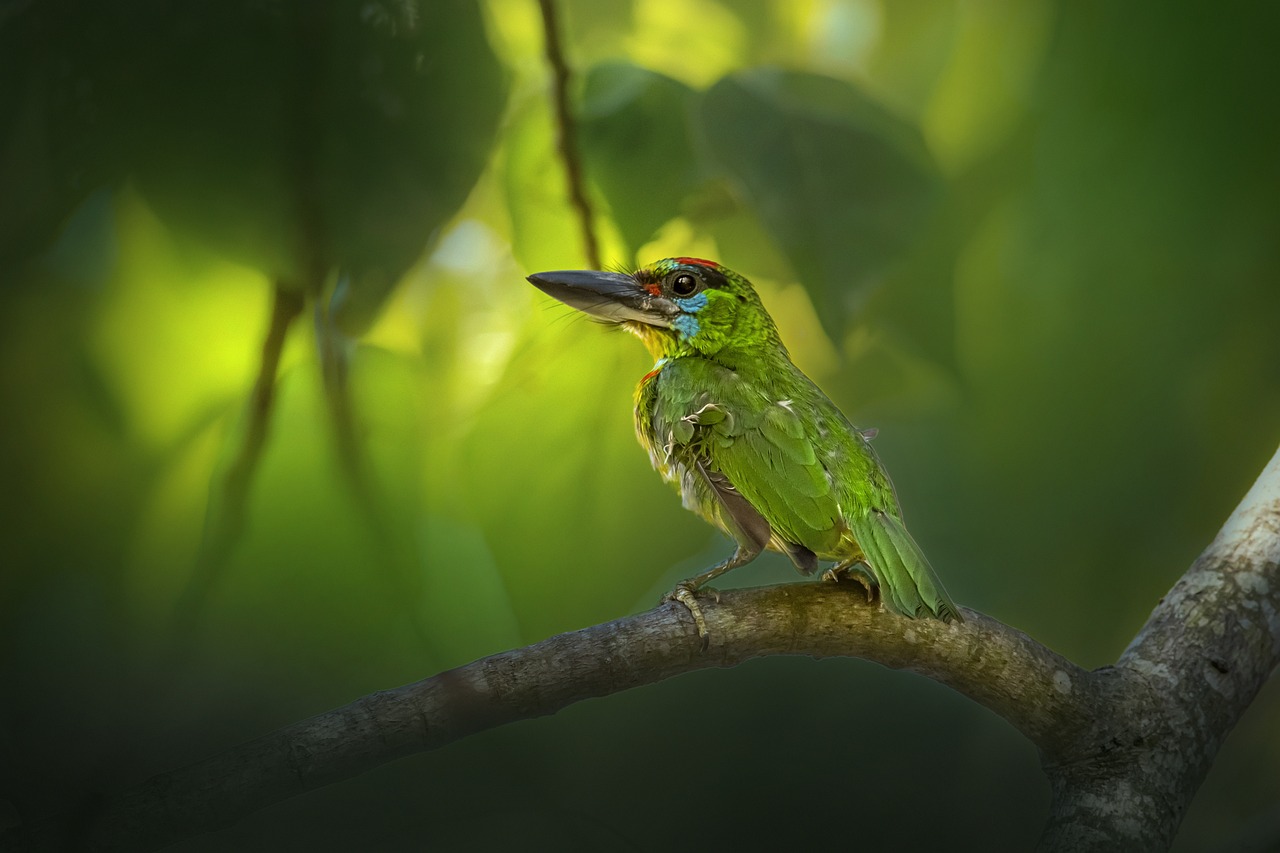 Reviving the Earth's Lungs: The Importance of Forest Conservation